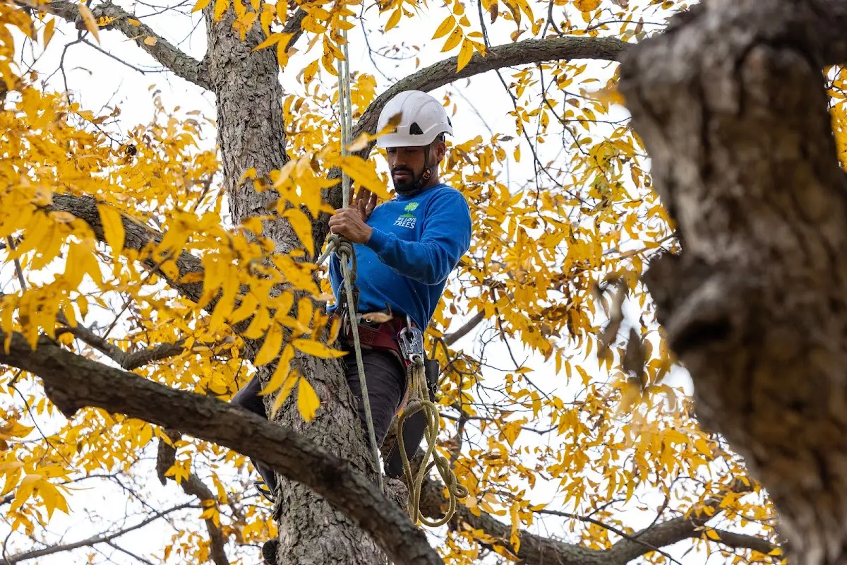 Skilled Tree Transplanting crew working in Kingston